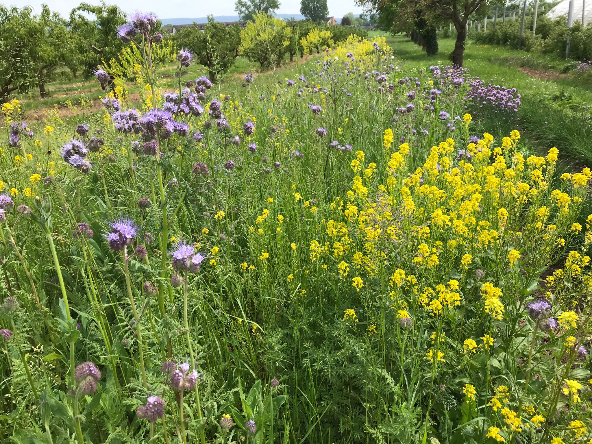 Blühendes Feld
