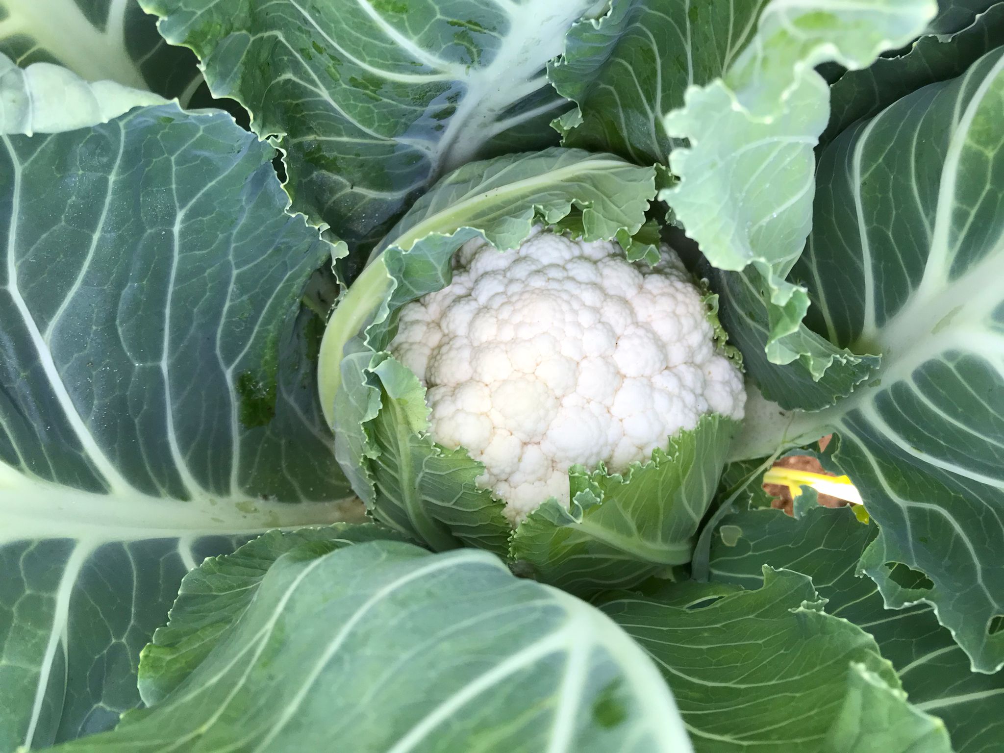 Blumenkohl