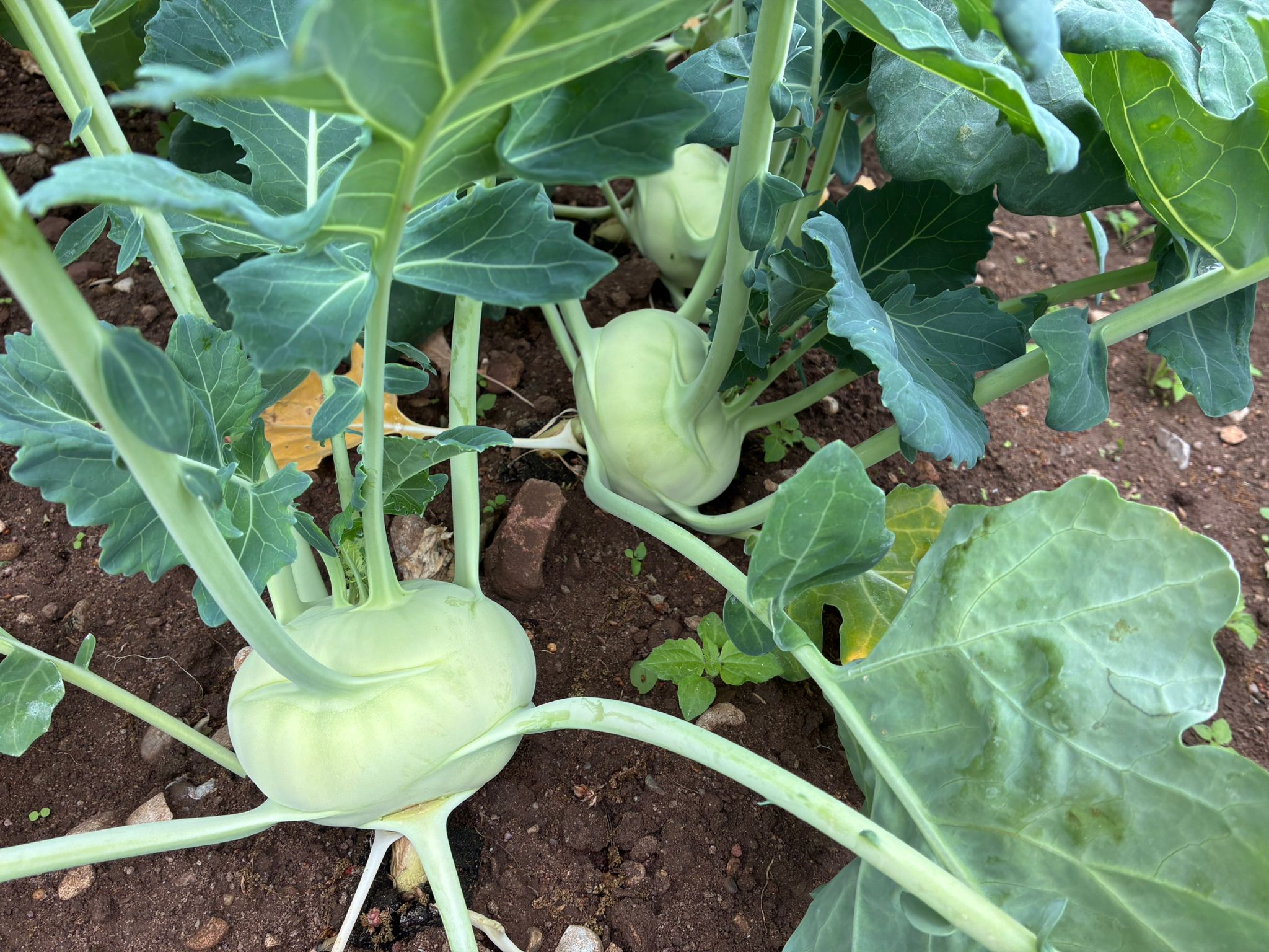 Kohlrabi