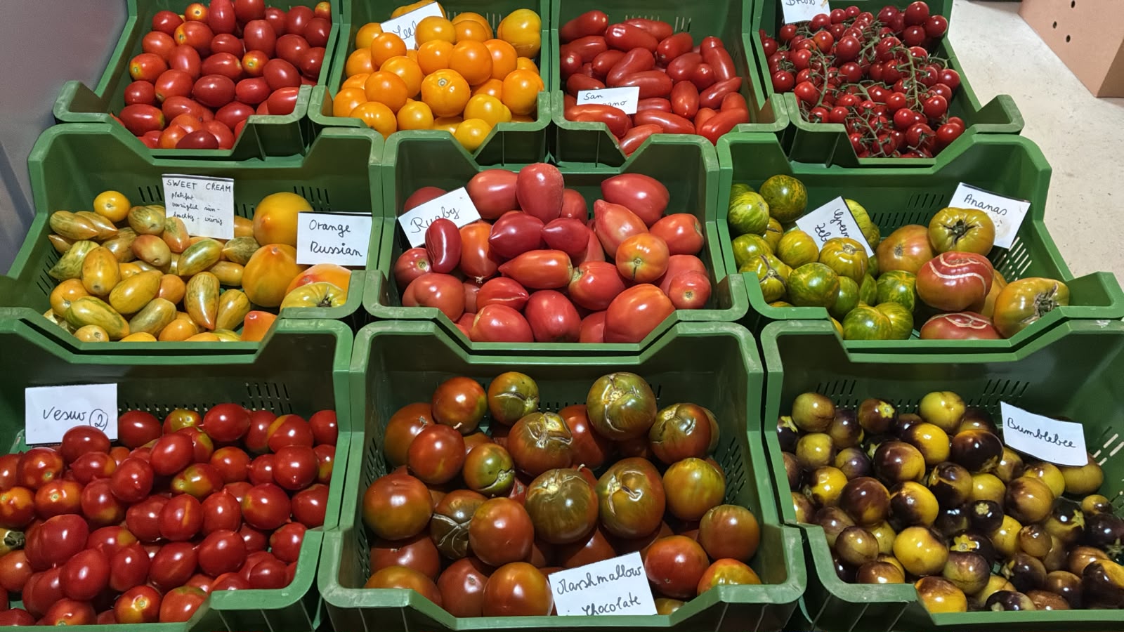 Tomaten