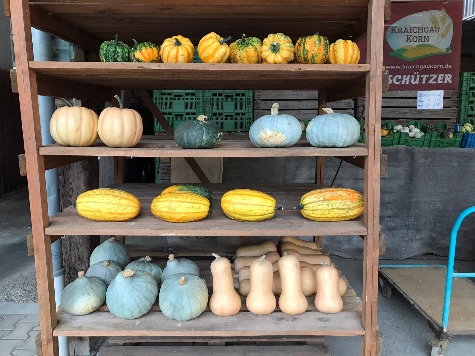 Kürbisse