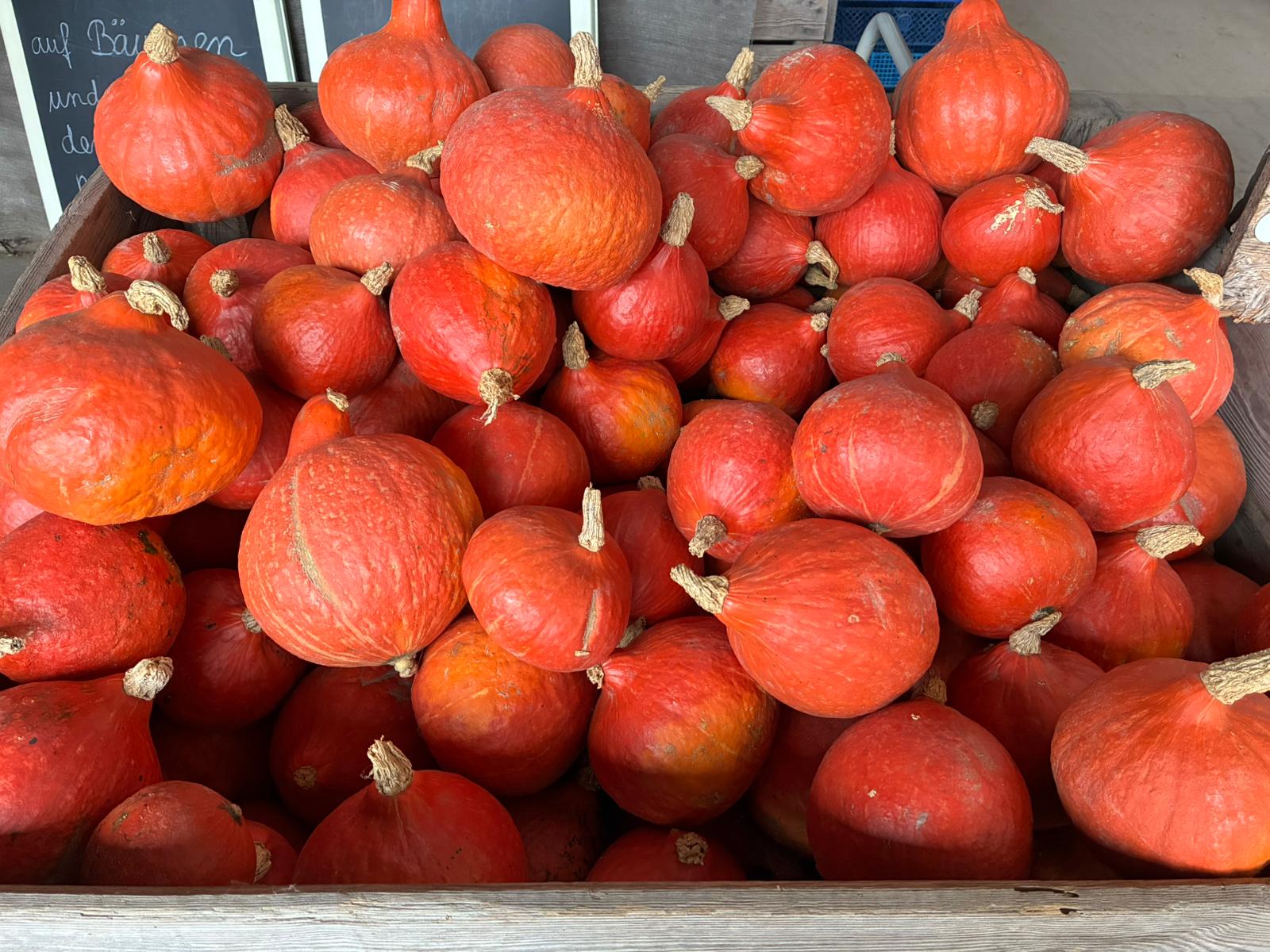 Kürbisse